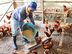 養鶏班